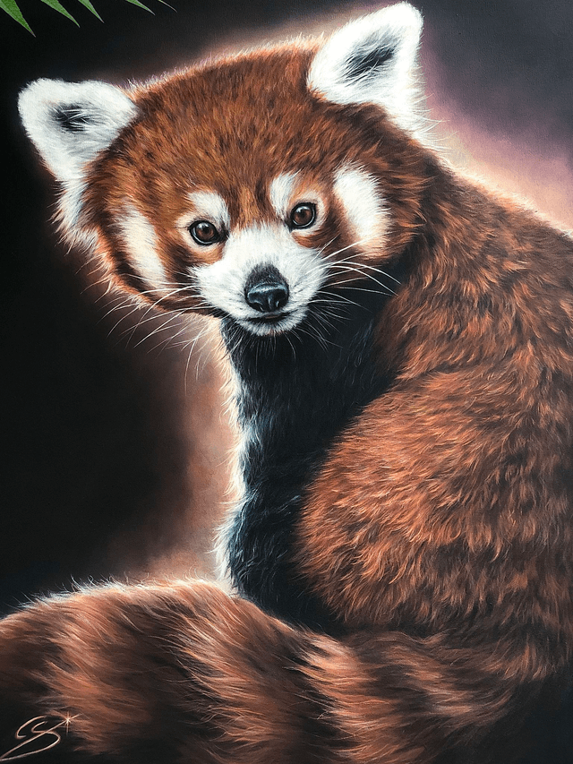 Panda Roux