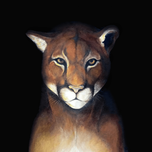 Tirage Puma Lueur