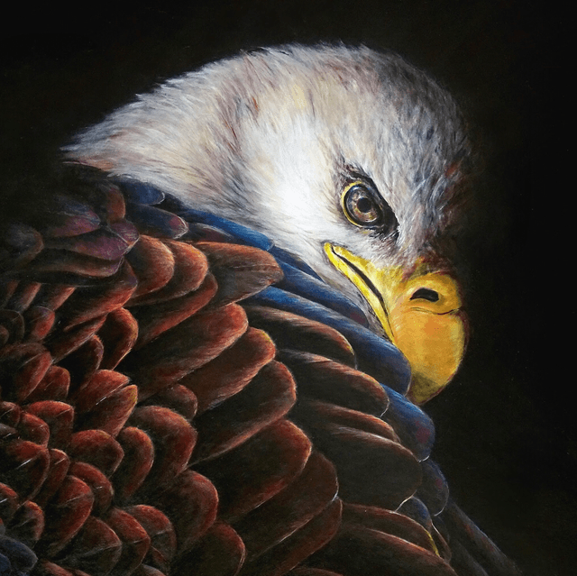 Tirage Eagle pygargue 
