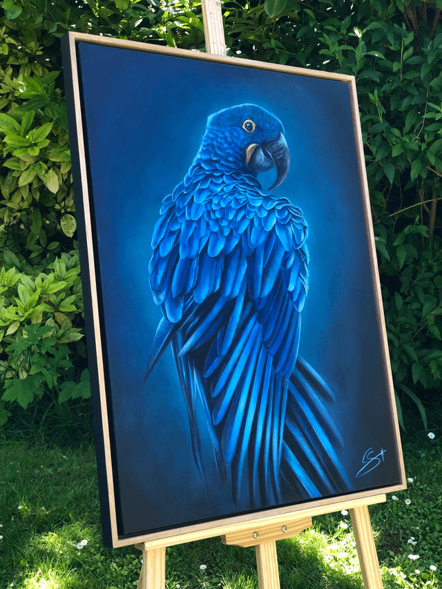 Ara hyacinthe "Bleu Majesté"