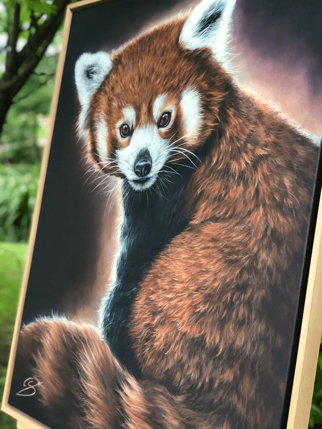 Panda Roux