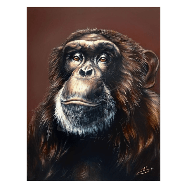 Chimpanzé "Sapience"