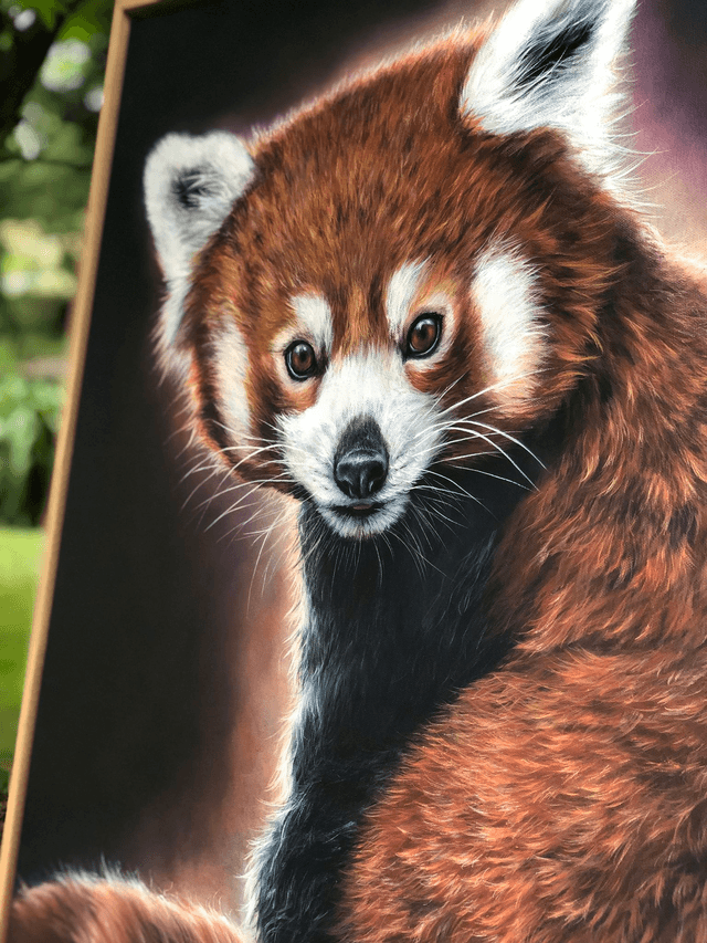 Panda Roux