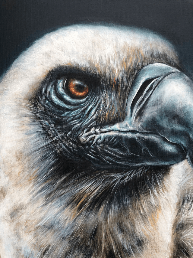  l'Alchimiste Vautour Fauve