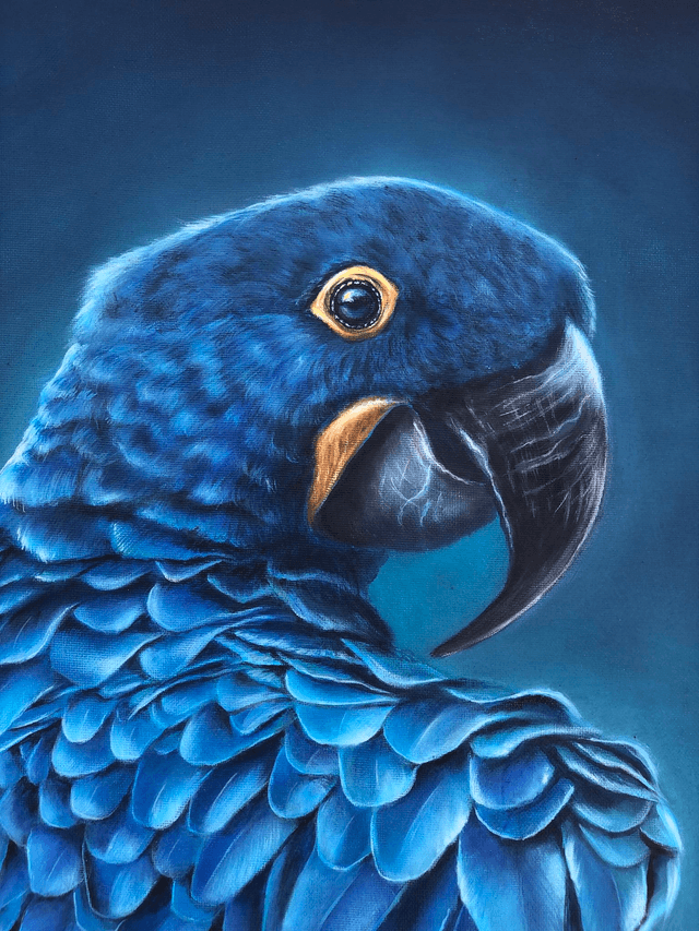 Ara hyacinthe "Bleu Majesté"