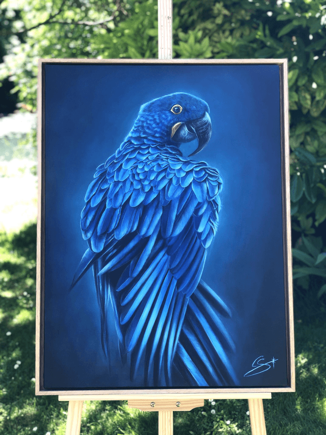 Ara hyacinthe "Bleu Majesté"