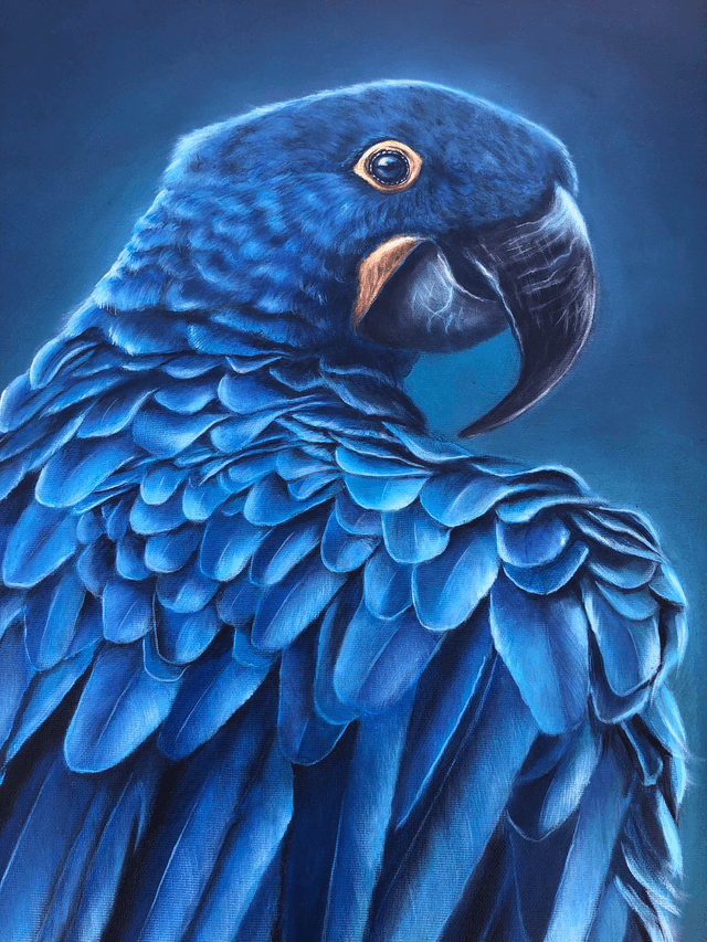 Ara hyacinthe "Bleu Majesté"