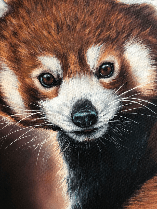 Panda Roux