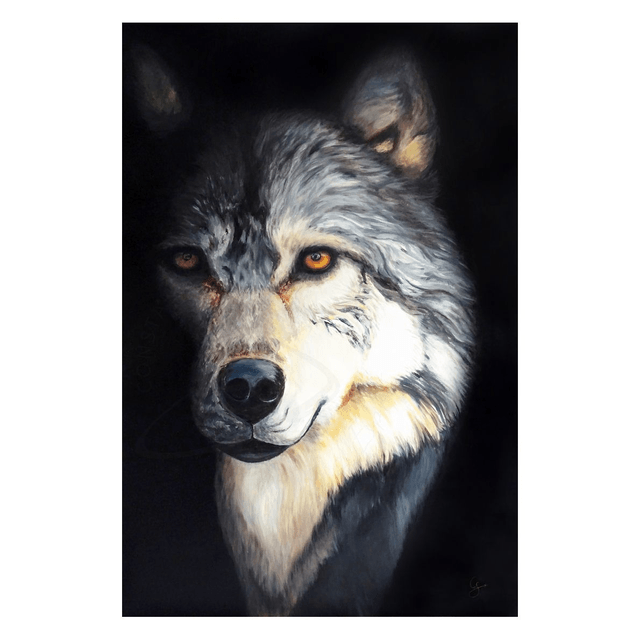 Takaya le loup solitaire