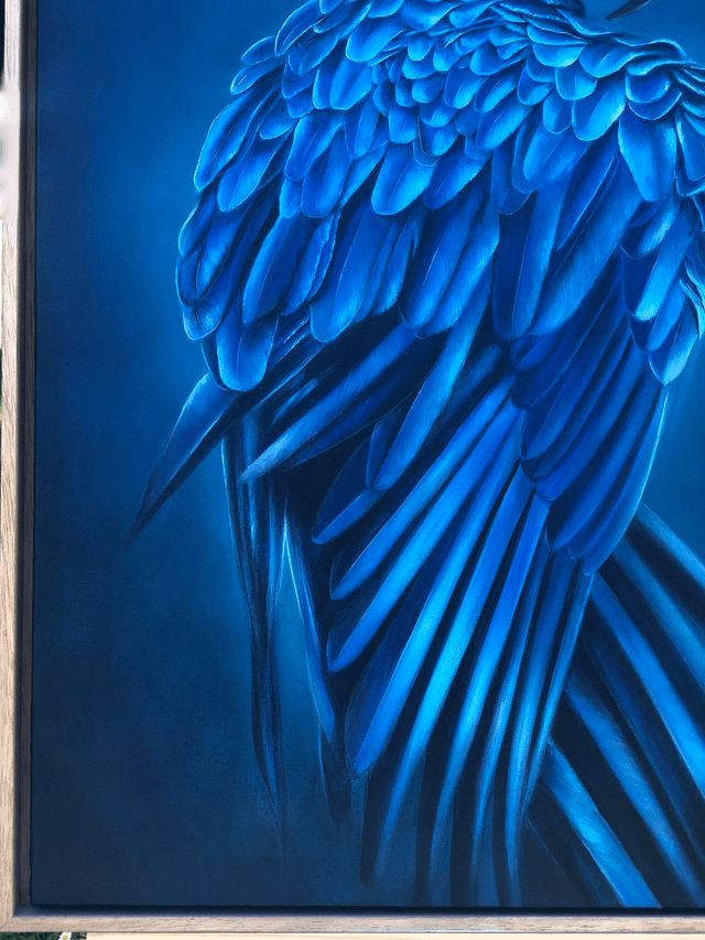 Ara hyacinthe "Bleu Majesté"