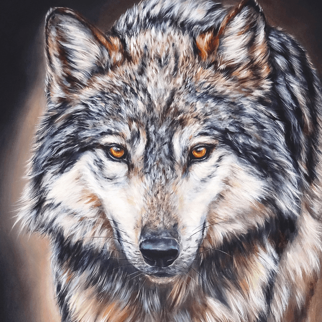 Tirage Loup 30x50 cm