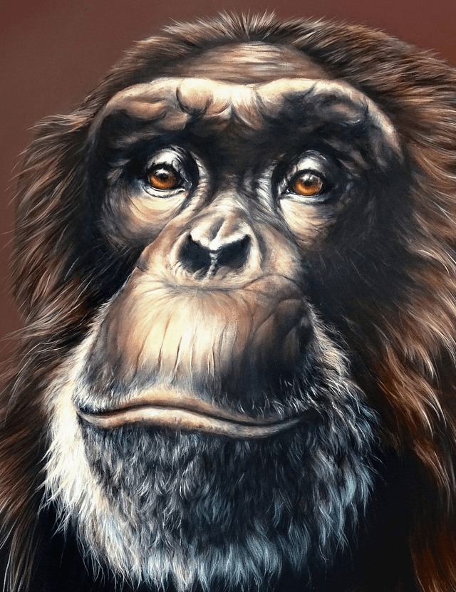Chimpanzé "Sapience"