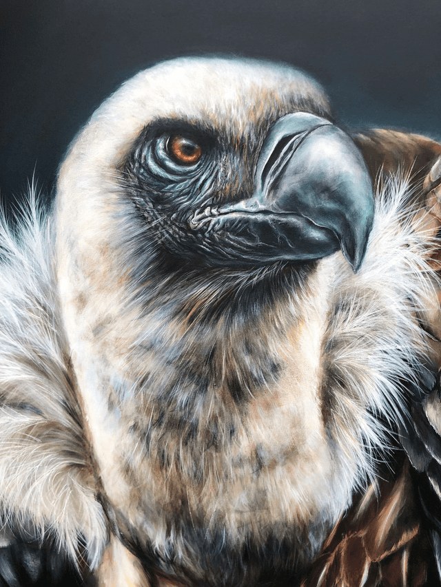  l'Alchimiste Vautour Fauve