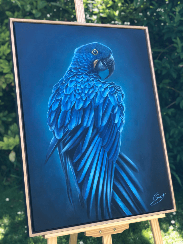 Ara hyacinthe "Bleu Majesté"