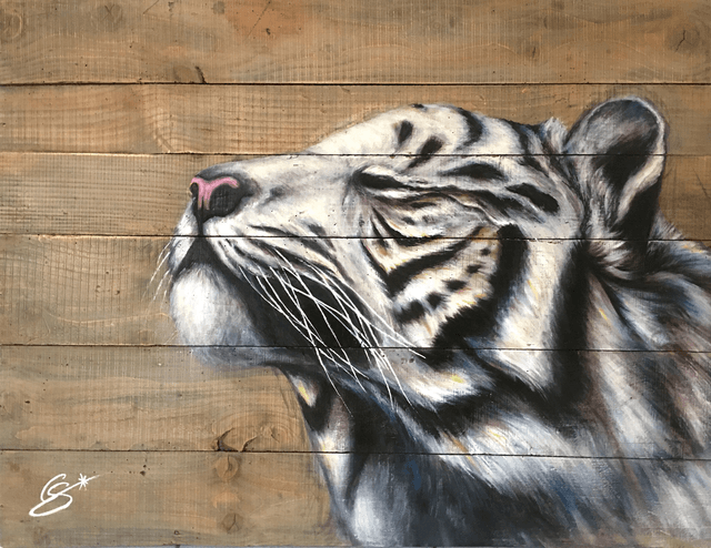 Tigre Carpe Diem 