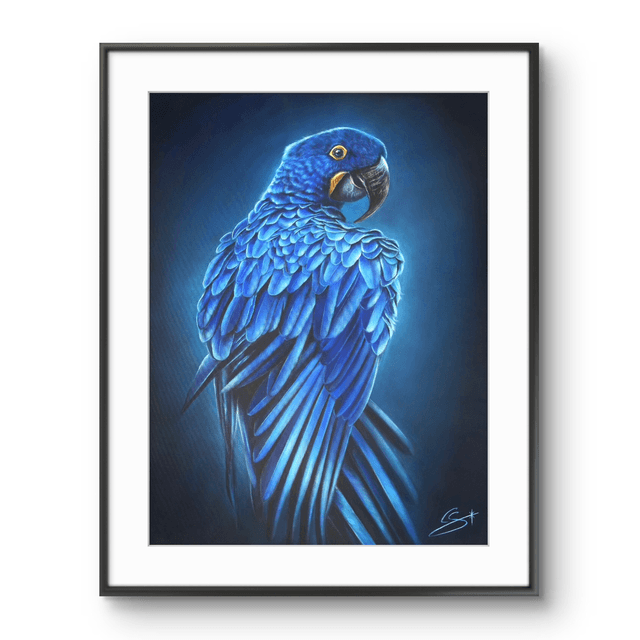 Tirage Ara bleu 