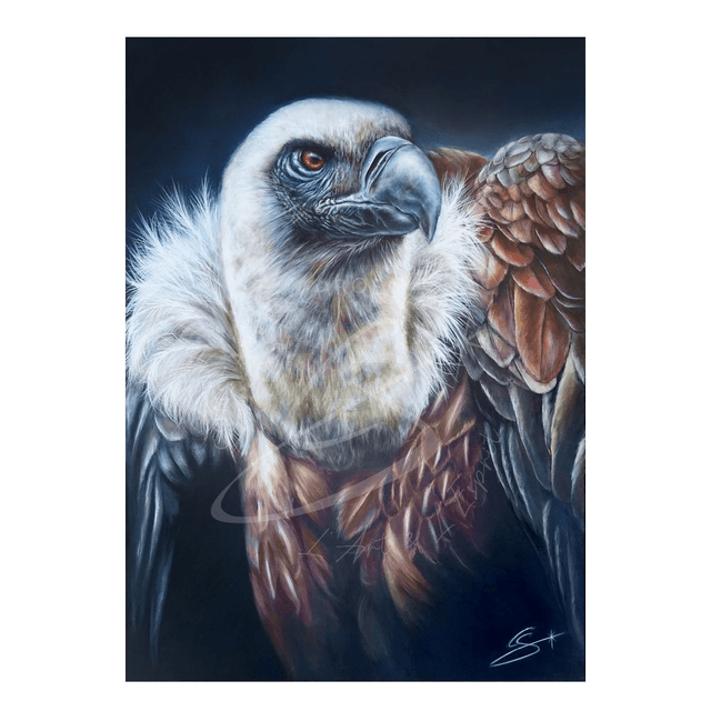  l&#039;Alchimiste Vautour Fauve