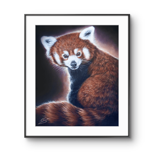 Tirage Panda roux 