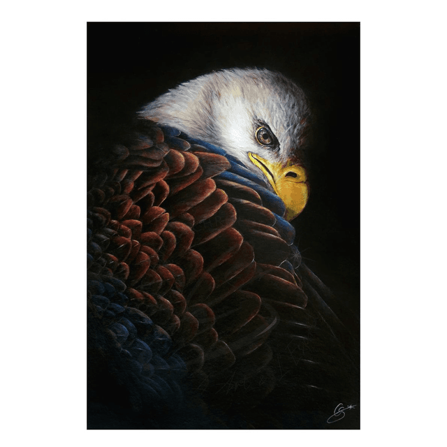 Eagle Pygargue