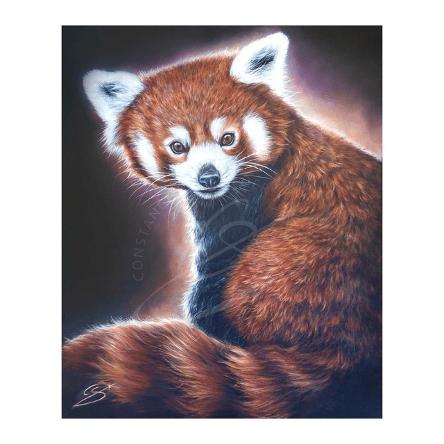 Panda Roux